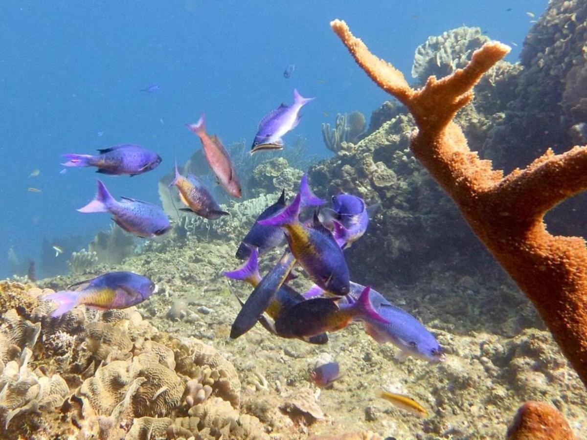 Victoria S Beach House And Snorkeling Center Flowers Bay Dış mekan fotoğraf