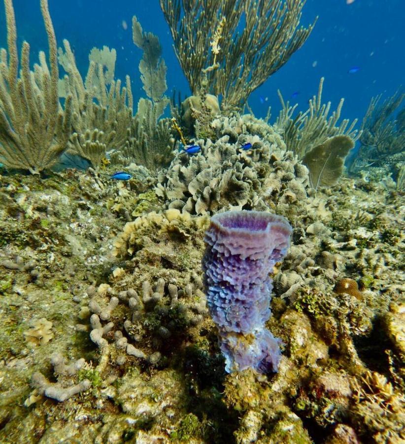 Victoria S Beach House And Snorkeling Center Flowers Bay Dış mekan fotoğraf